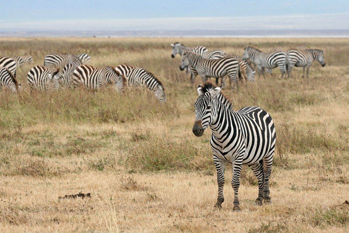 Ngorongoro Conservation Area, Tanzania