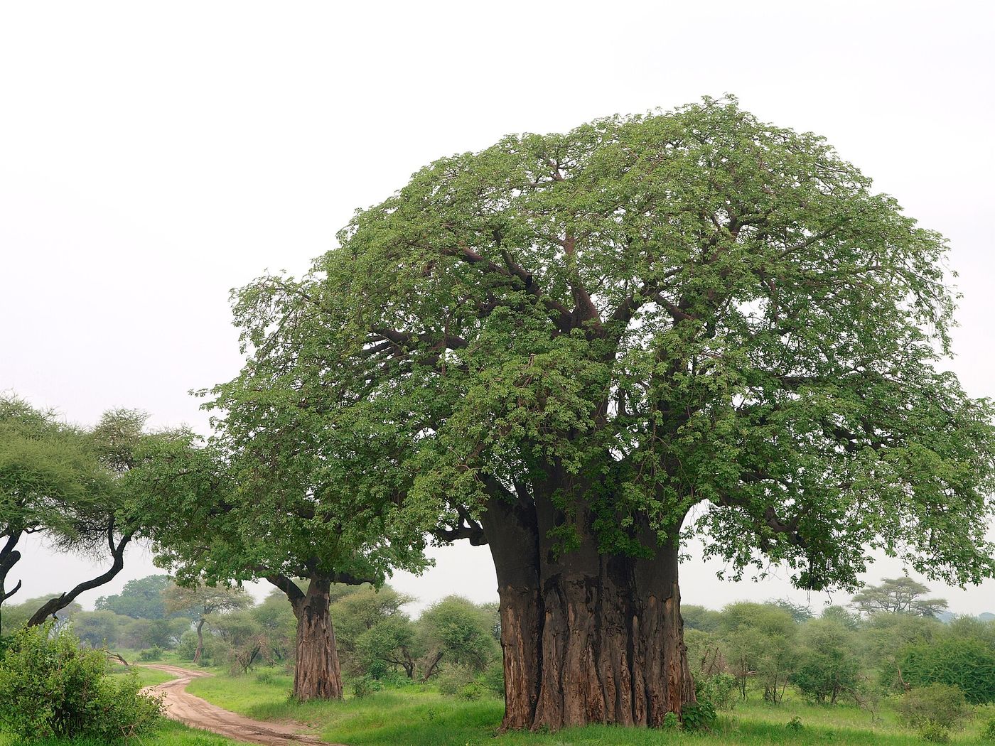 Tarangire National Park, Tanzania